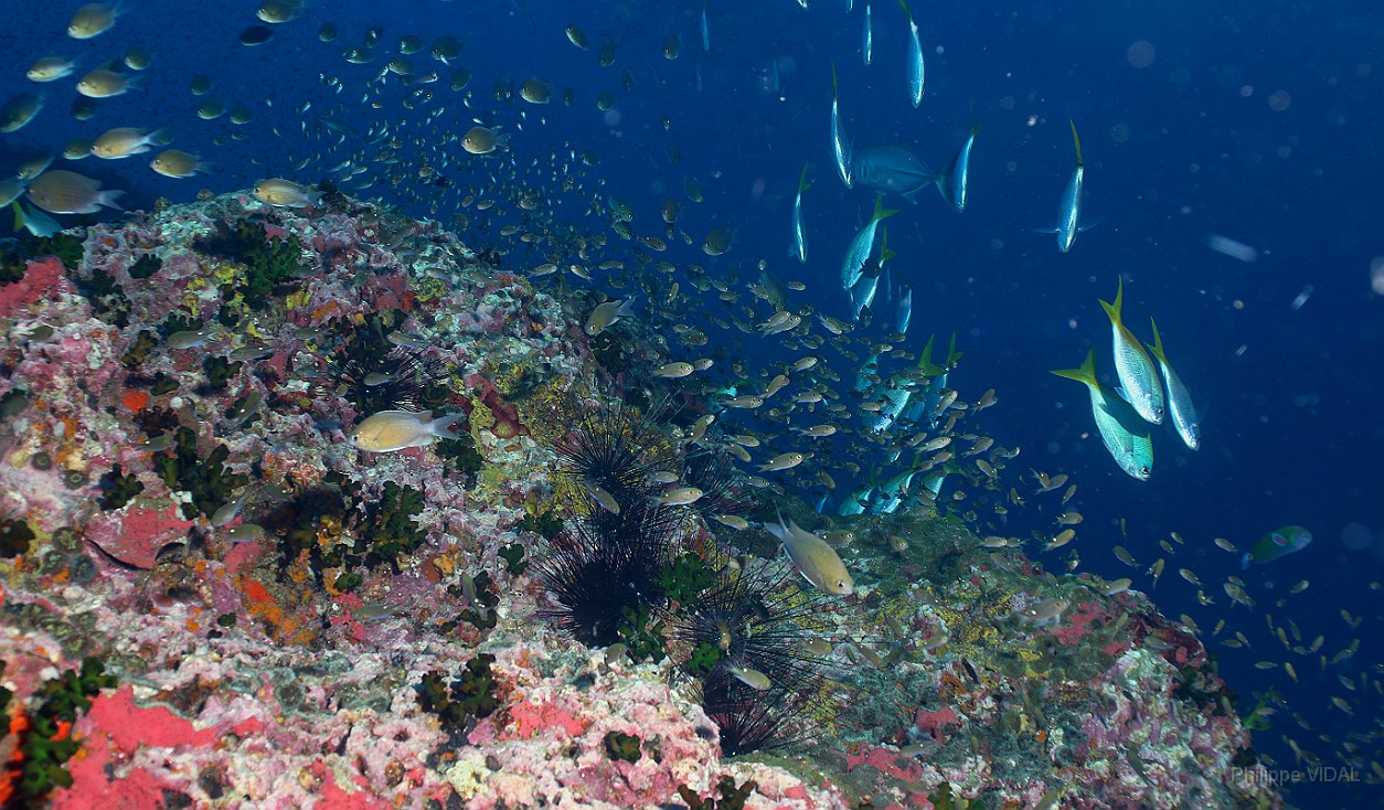 Thailand 2015 - Ko Tao - Divers _IMG_3501_rc.jpg - Ambiance